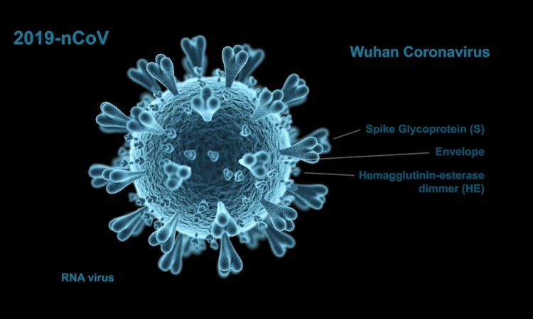 Nuova epidemia da coronavirus ed animali da compagnia: possiamo stare tranquilli?